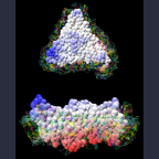 An isolated element of a viral capsid as elastic network model